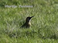 Groene spechten [Picus]